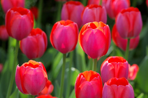 Ottawa Tulip Festival